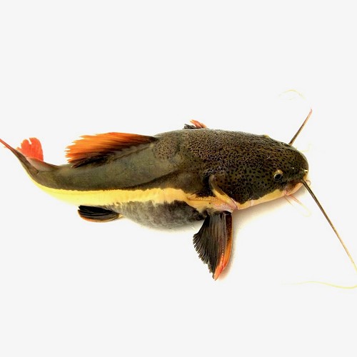Phractocephalus hemioliopterus - Poisson chat à queue rouge S ( 5-6 cm)